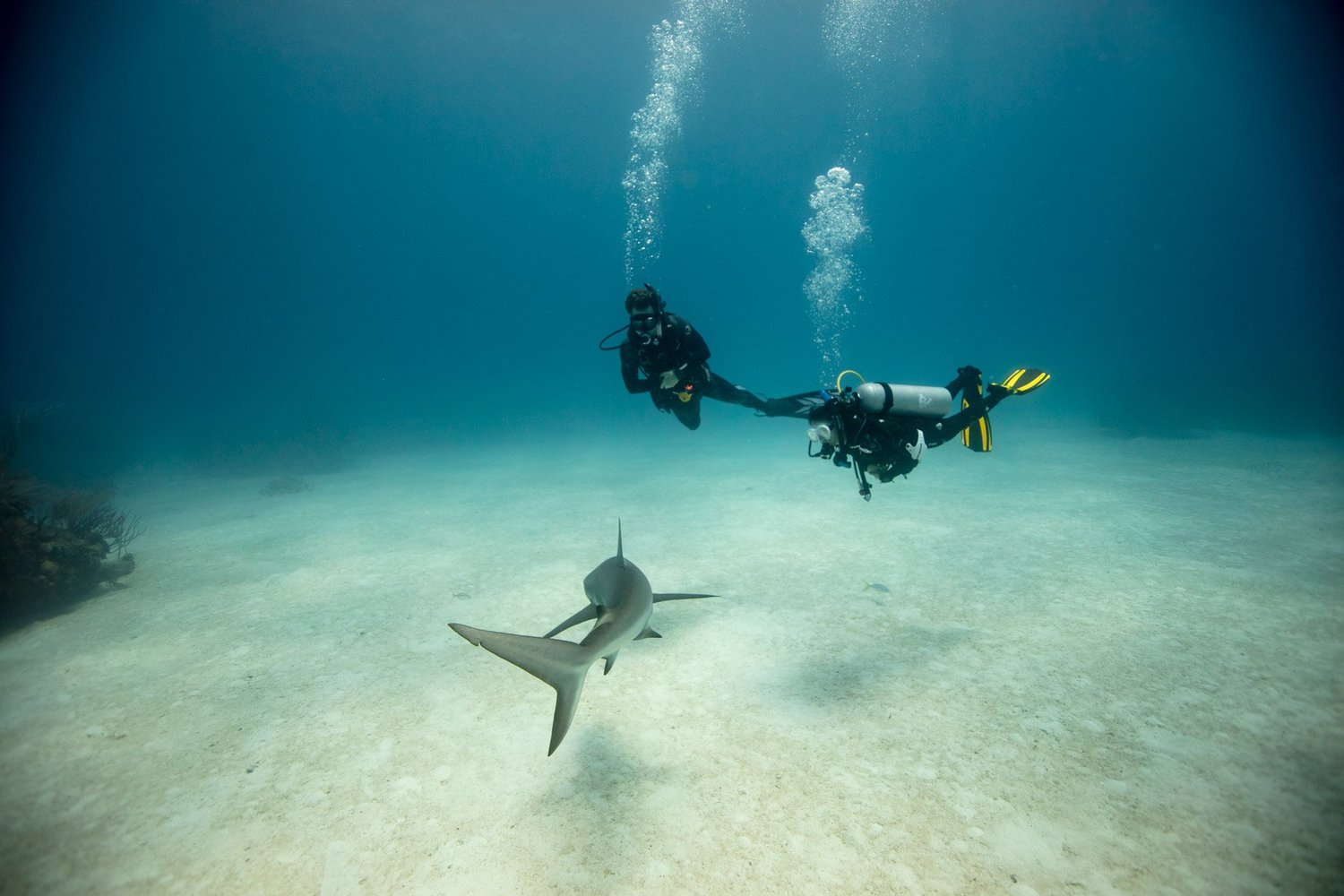 Divers watching a shark over the sand