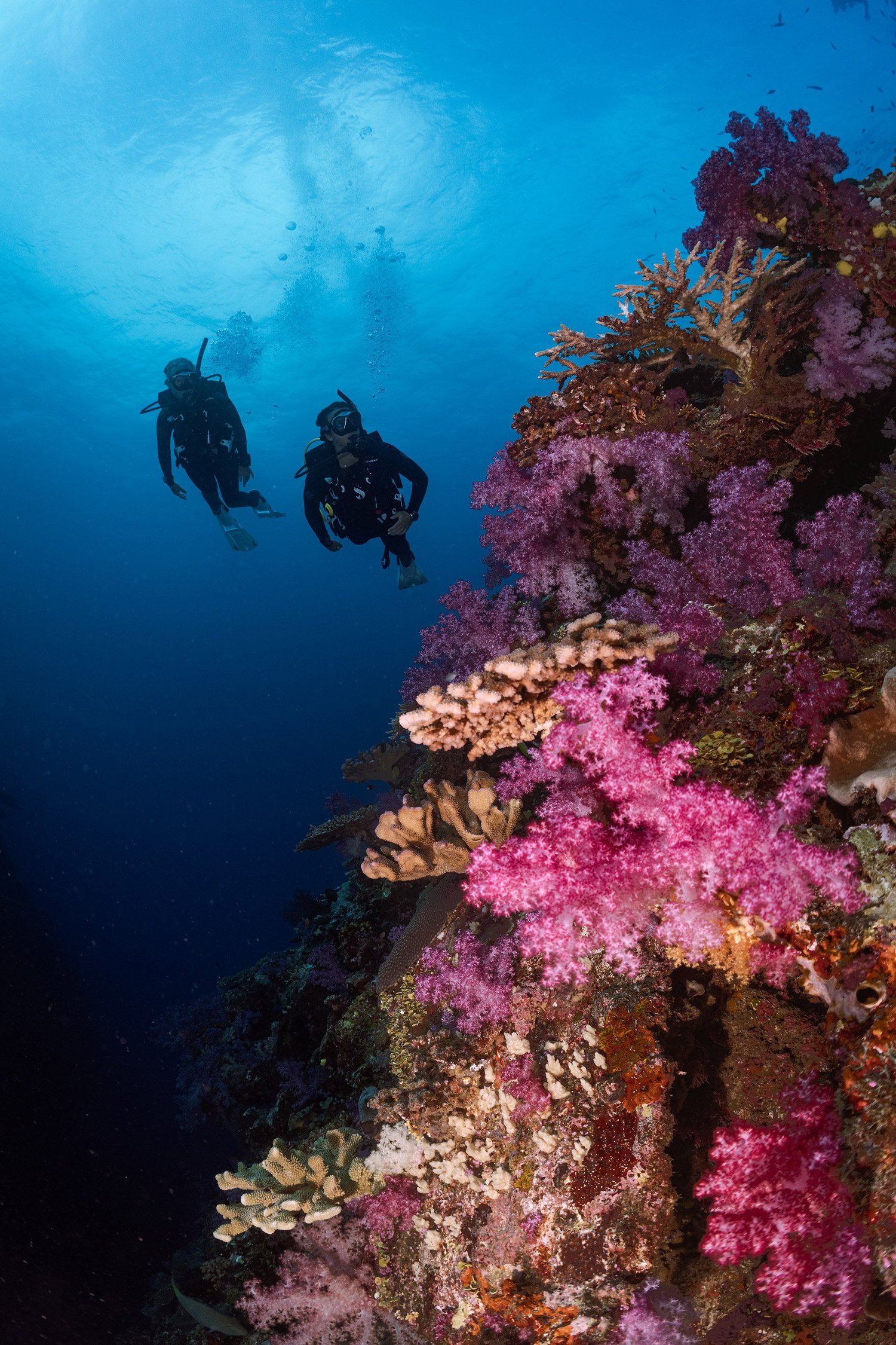 Two divers beside a wall of pink soft coral