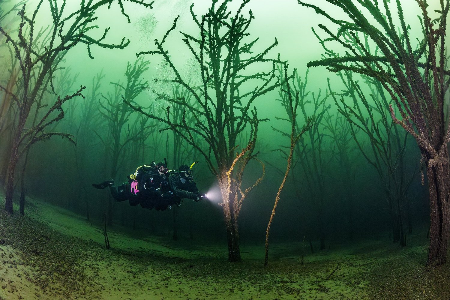 A diver with a light among mangrove roots