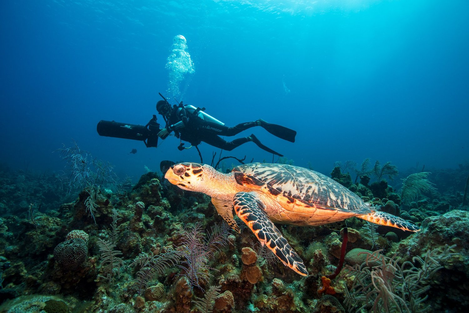 A diver with a scooter beside a sea turtle